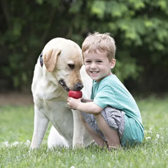 Dog Teething Rubber       MyDogToysFoodTraining.com